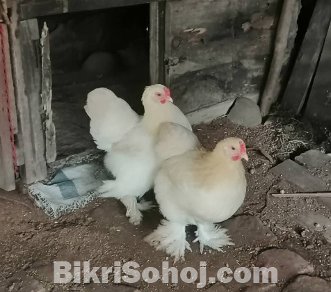 ব্রাহমা মুরগী ও মোরগ